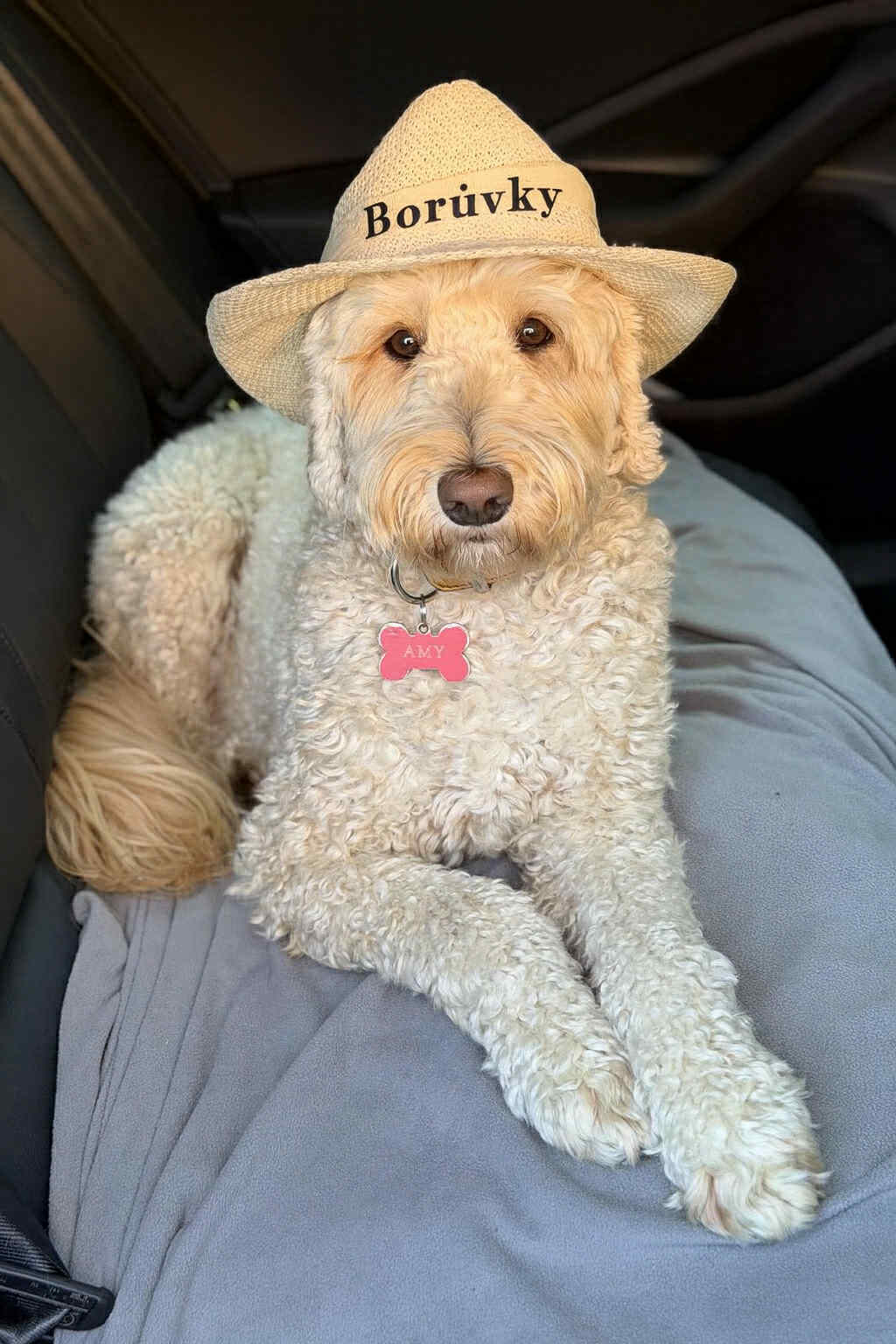 Amy, rodinná fenka labradoodle ve slaměném klobouku s nápisem Borůvky - maskotka sadu